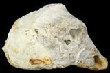 Agatized Fossil Coral Geode - Florida #188000-1